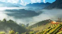 6 Fakta Menarik Gunung Doi Ang Khang di Perbatasan Thailand-Myanmar