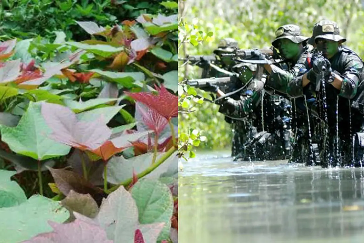 Ini Ramuan Ajaib TNI Jika Kena DBD Saat Bertugas di Pedalaman