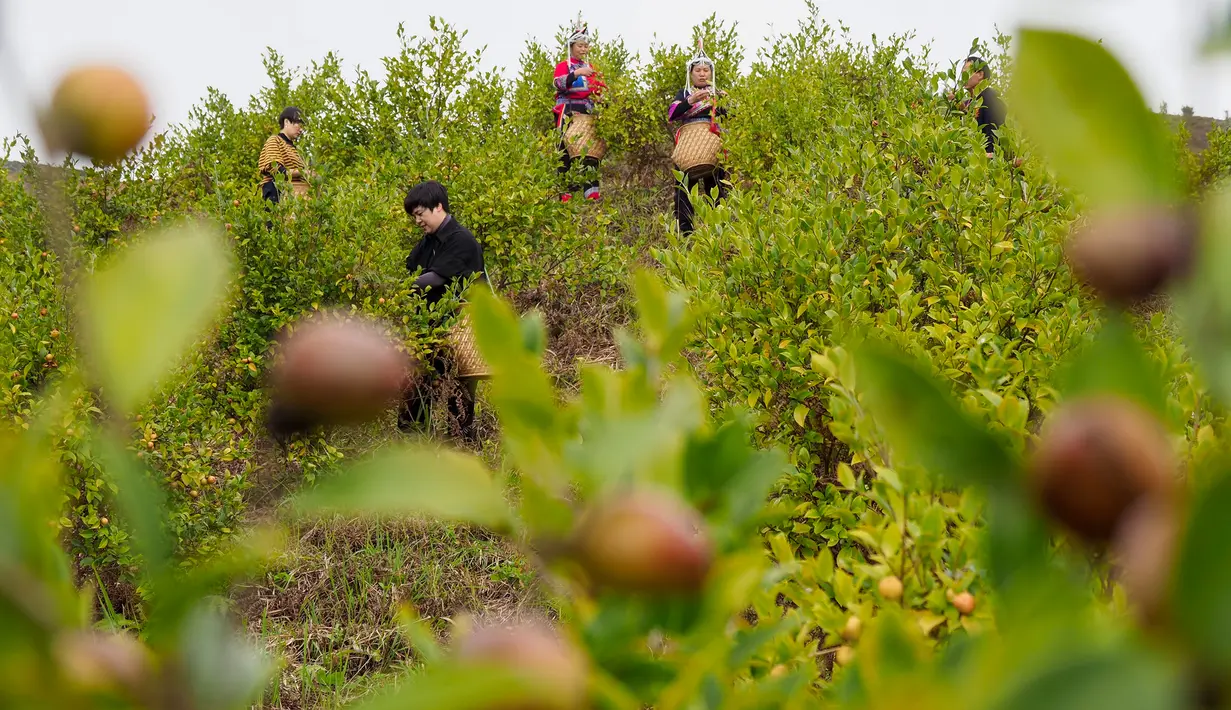 Penduduk desa memetik buah kamelia minyak teh di basis penanaman di Hongxing, Wilayah Otonom Etnis She Jingning di Lishui, Provinsi Zhejiang, China timur, pada 18 Oktober 2020. (Xinhua/Li Suren)