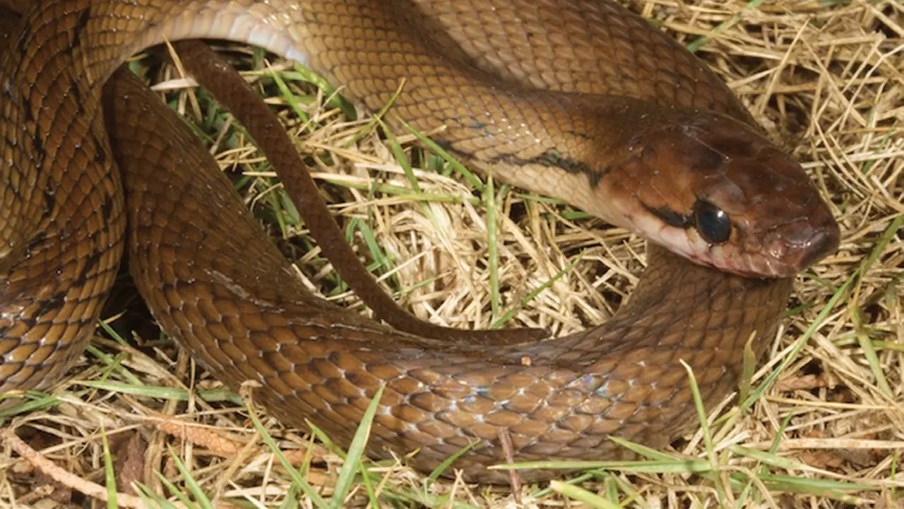 Ular Tikus