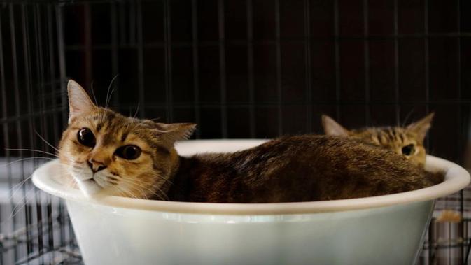 Kucing yang diselamatkan oleh Sakae Kato (Foto: Reuters).