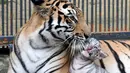 Seekor harimau putih bersama ibunya di sebuah kebun binatang di Chittagong, Bangladesh (12/9). Pihak berwenang kebun binatang mengatakan harimau putih ini pertama yang lahir dan dibesarkan di kebun binatang Bangladesh. (AFP Photo/Habibur Rob)