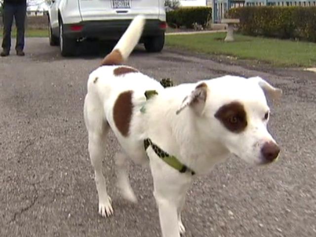 Anjing Hilang Berkelana 1 770 Kilometer Sebelum Akhirnya Pulang Global Liputan6 Com