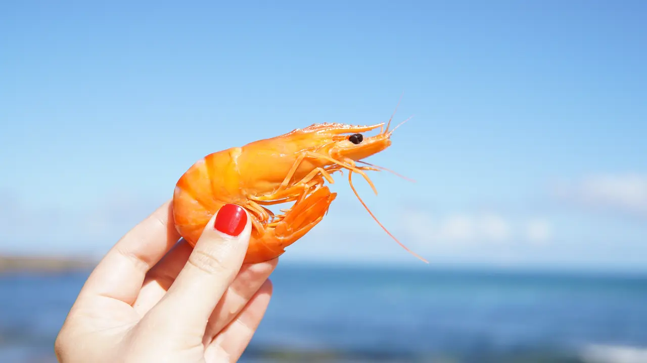Udang