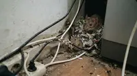 10 Tanda Ada Sarang Tikus di Dalam Rumah yang Sering Terlewat, Kenali Sebelum Makin Parah