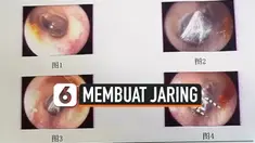 vertical laba