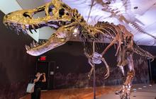 Jejak T-Rex 66 Juta Tahun Terungkap, Seberapa Cepat Berjalan?