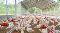 Strategi Ternak Ayam Broiler agar Bisa Panen 35 Hari, Tumbuh Optimal dan Efisien