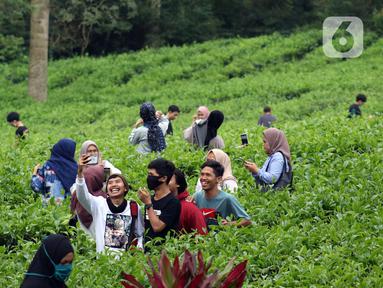 Berita Wisata Kebun Teh Hari Ini Kabar Terbaru Terkini