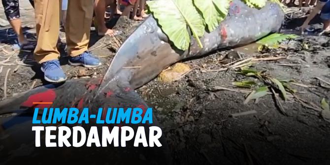 VIDEO: Lumba-Lumba 4 Meter Terdampar di Pantai Lopana Minahasa Selatan