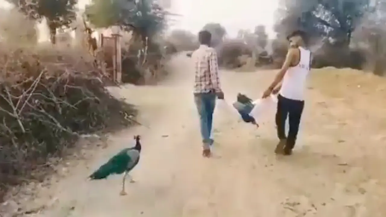 Viral Video Burung Merak Menolak Tinggalkan Pasangannya yang Mati, Bikin Warganet Haru