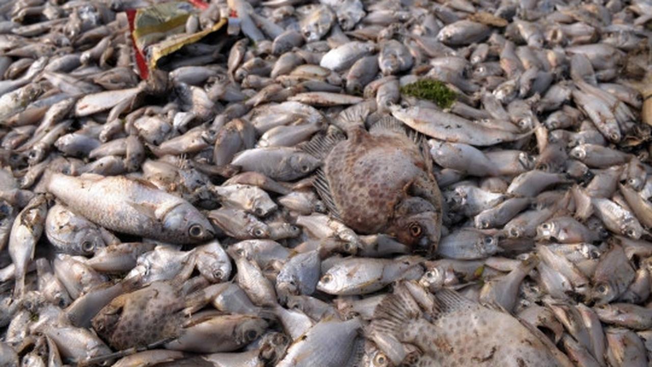 Jutaan ekor ikan berbagai jenis mati misterius di Pantai Ancol