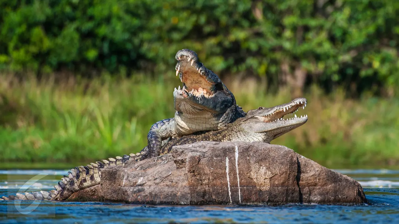 Binatang Buas Buaya