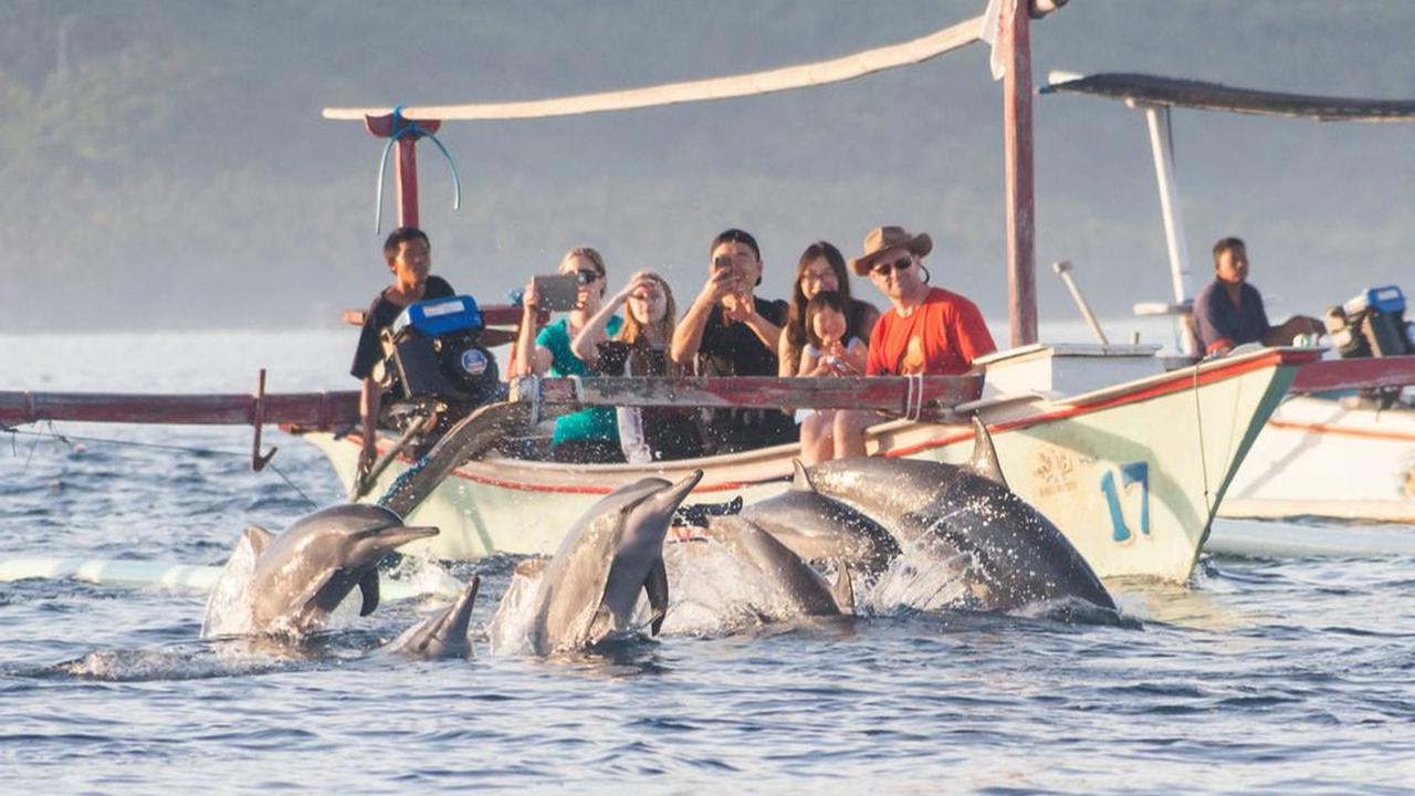 Melihat Aksi Lumba-Lumba di Pantai Lovina