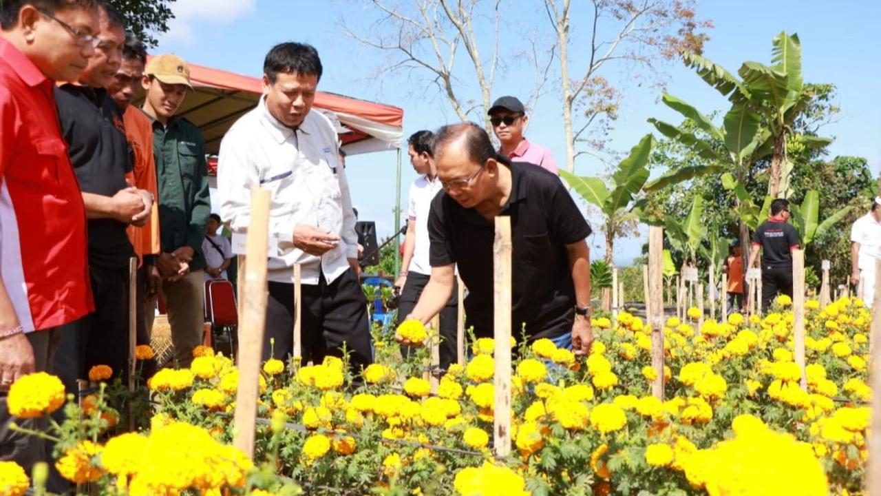 Ia juga menyebutkan bahwa tanaman bunga gemitir dengan benih dari Thailand langsung mati setelah sekali panen. Dan petani harus kembali membeli benih impor itu.