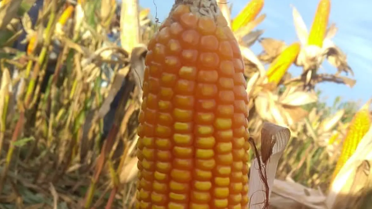 Jagung