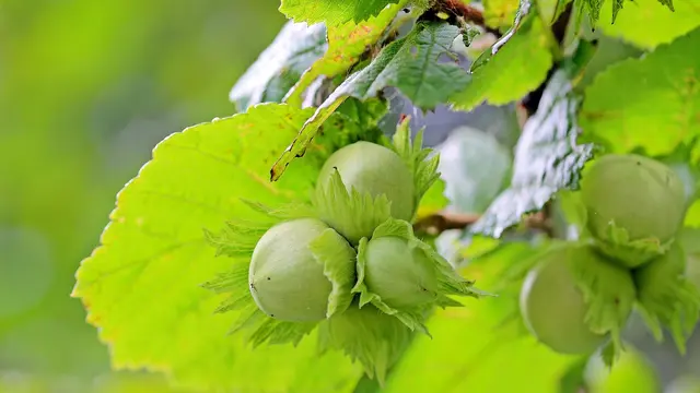 Corylus avellana, Pagar Hidup Rimbun dengan Sentuhan Natural