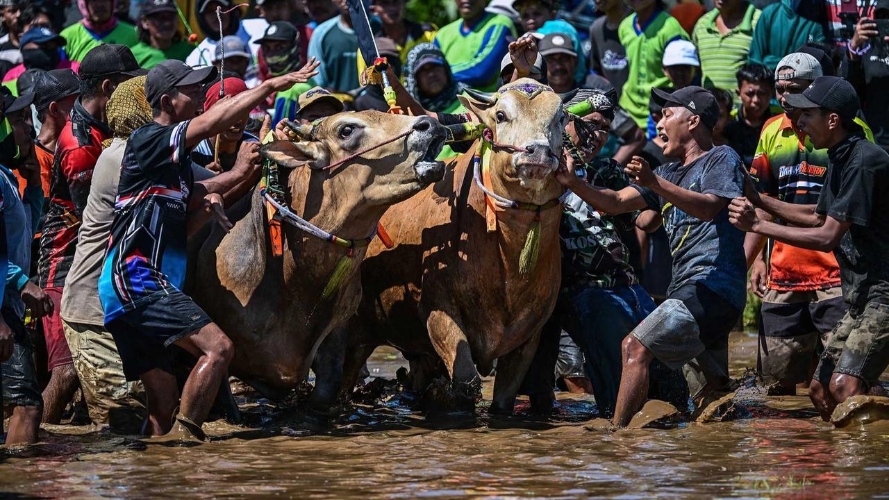FOTO: Festival Sapeh Brujul  Tampilkan Karapan Sapi di Sawah Berlumpur