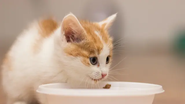 Makanan yang Berbahaya untuk Kucing
