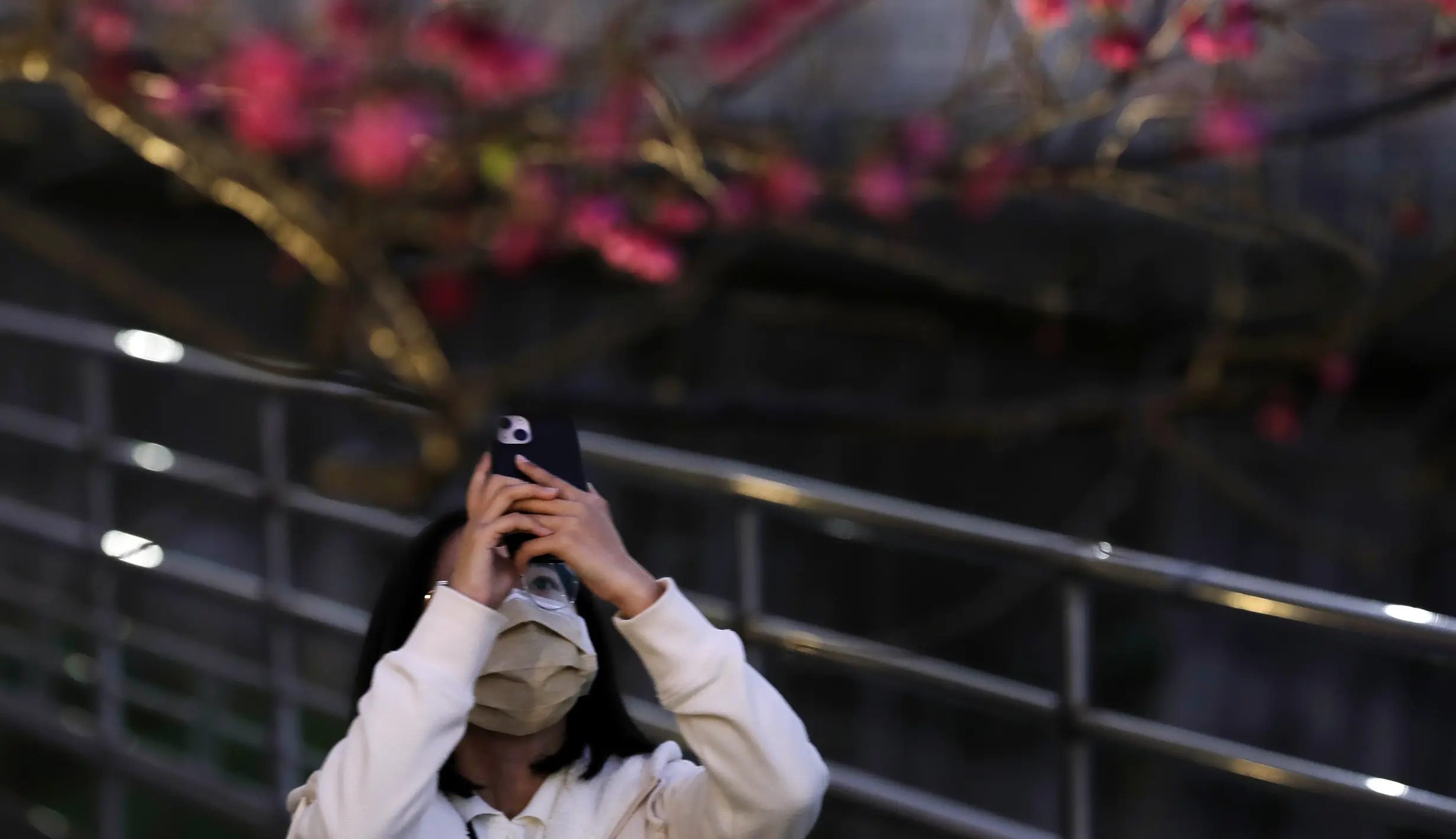Memandangi Bunga Sakura pada Malam Hari di Taiwan - Foto Liputan6.com
