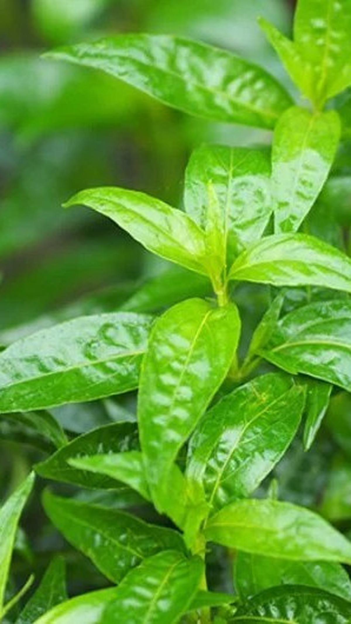 Namun, seperti halnya dengan penggunaan herbal lainnya, konsultasikan dengan dokter sebelum mengonsumsinya untuk memastikan kesesuaian dengan kondisi kesehatan individu.