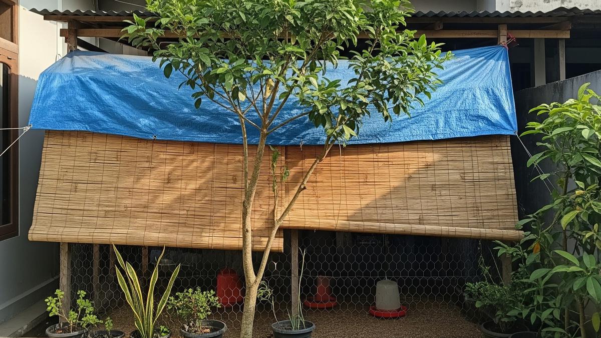 6 Posisi Kandang Ayam yang Tidak Kena Panas Langsung, Strategi Produktivitas Optimal