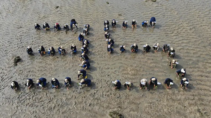 Inisiatif Penanaman Mangrove Jadi Solusi Efektif untuk Perlindungan Ekosistem Pesisir.