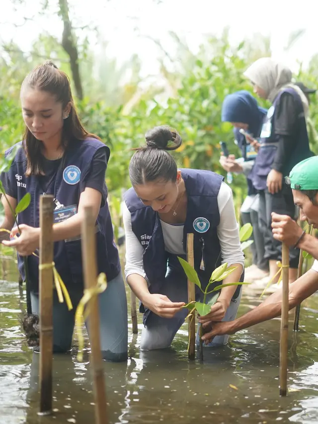 7 Momen Yasmin Napper, Asha Assuncao dan Haico Jadi Relawan Tanam Mangrove
