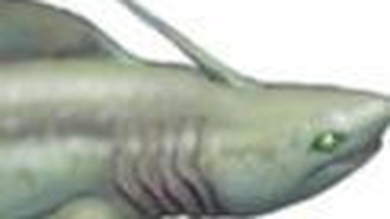 <b>Xenacanthus Shark</b><br>