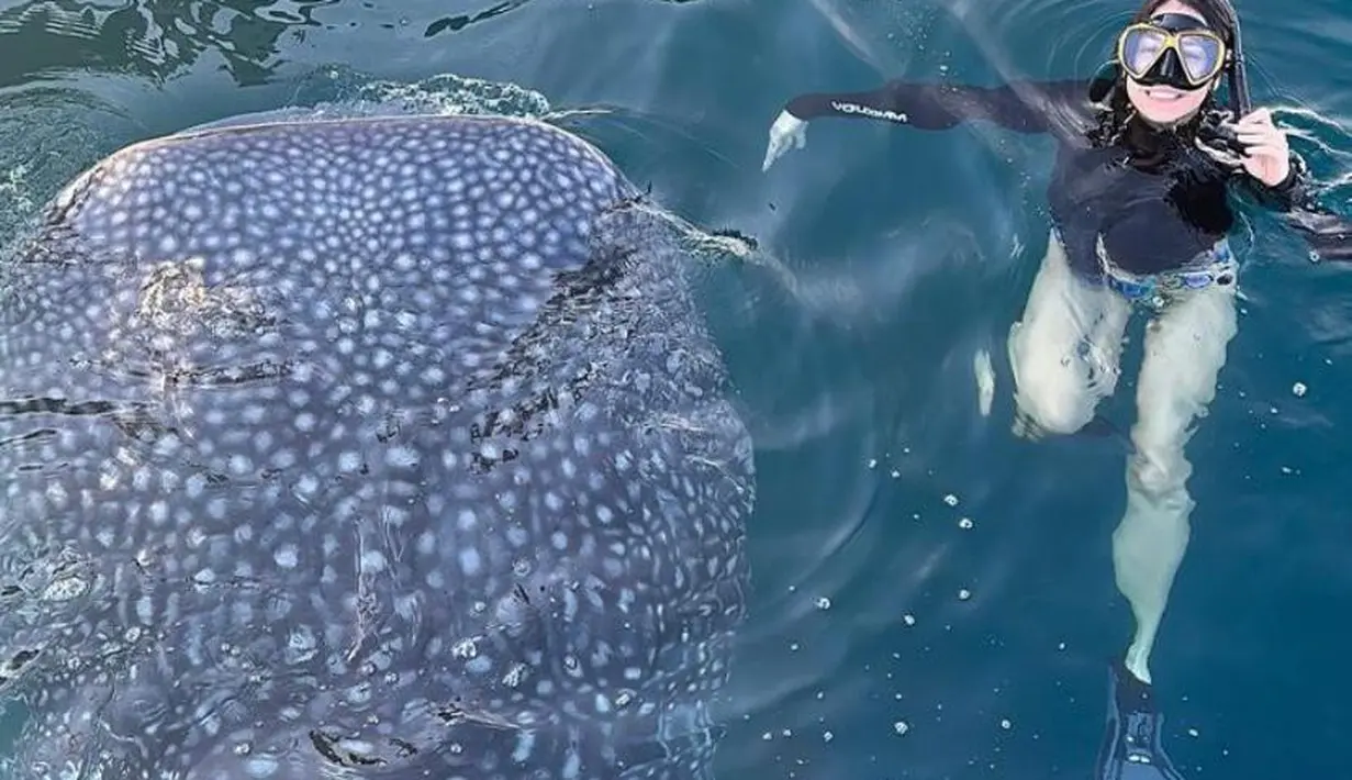 Tidak hanya diving sendirian, ia ditemani teman barunya yang merupakan seekor ikan hiu paus bernama Mowi.
