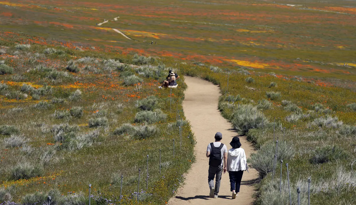 Antelope Valley adalah salah satu dari selusin lokasi yang direkomendasikan oleh Departemen Taman dan Rekreasi California untuk melihat bunga liar. (AP Photo/Marcio Jose Sanchez)