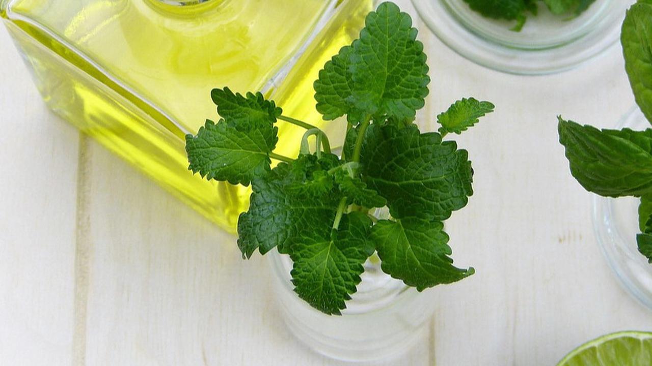 Minyak Peppermint
