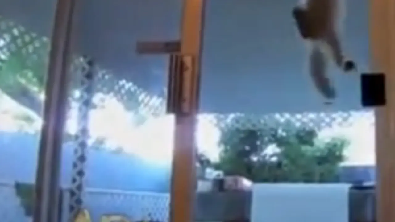 Kucing 'spiderman' memanjat. (Youtube)