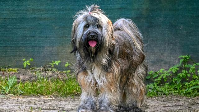 Briard