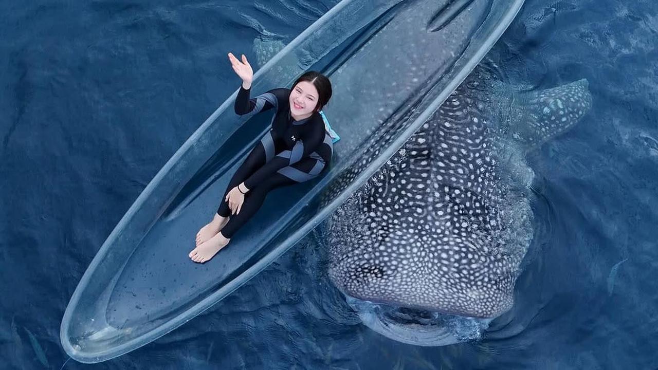 Potret Tiara Andini Berenang Bareng 2 Hiu Paus di Gorontalo