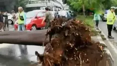 Angin kencang membuat pohon besar tumbang di dekat patung Jenderal Sudirman, hingga Dita dan Masinton memberikan penjelasan berbeda.