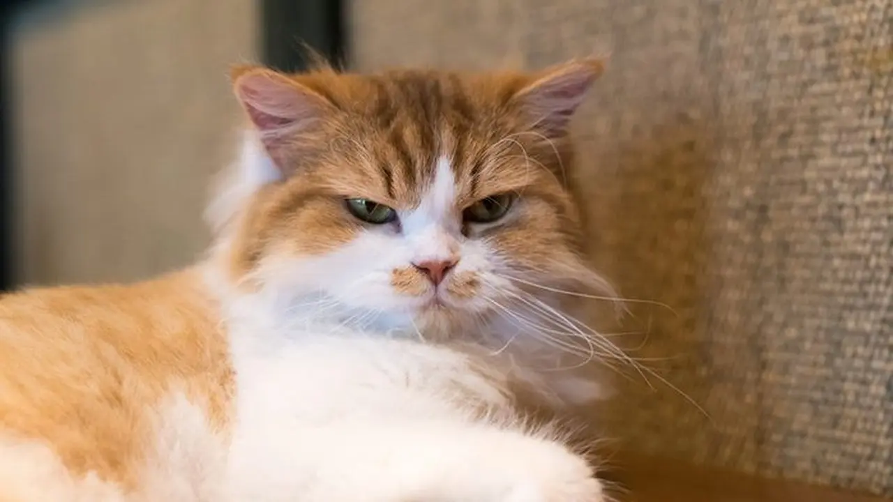 8 Tanda Kucing Diam-Diam Sedang Marah pada Kamu