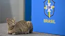 Seekor kucing yang naik ke meja konferensi terlihat saat penyerang Brasil #20 Vinicius Junior berbicara pada sesi tanya jawab jelang Kroasia vs Brasil pada perempat final Piala Dunia 2022, di Stadion Al Arabi SC di Doha, Rabu (7/12/2022).  Sontak Vinicius keheranan dan tertawa melihat peristiwa yang tidak biasa tersebut. (NELSON ALMEIDA / AFP)