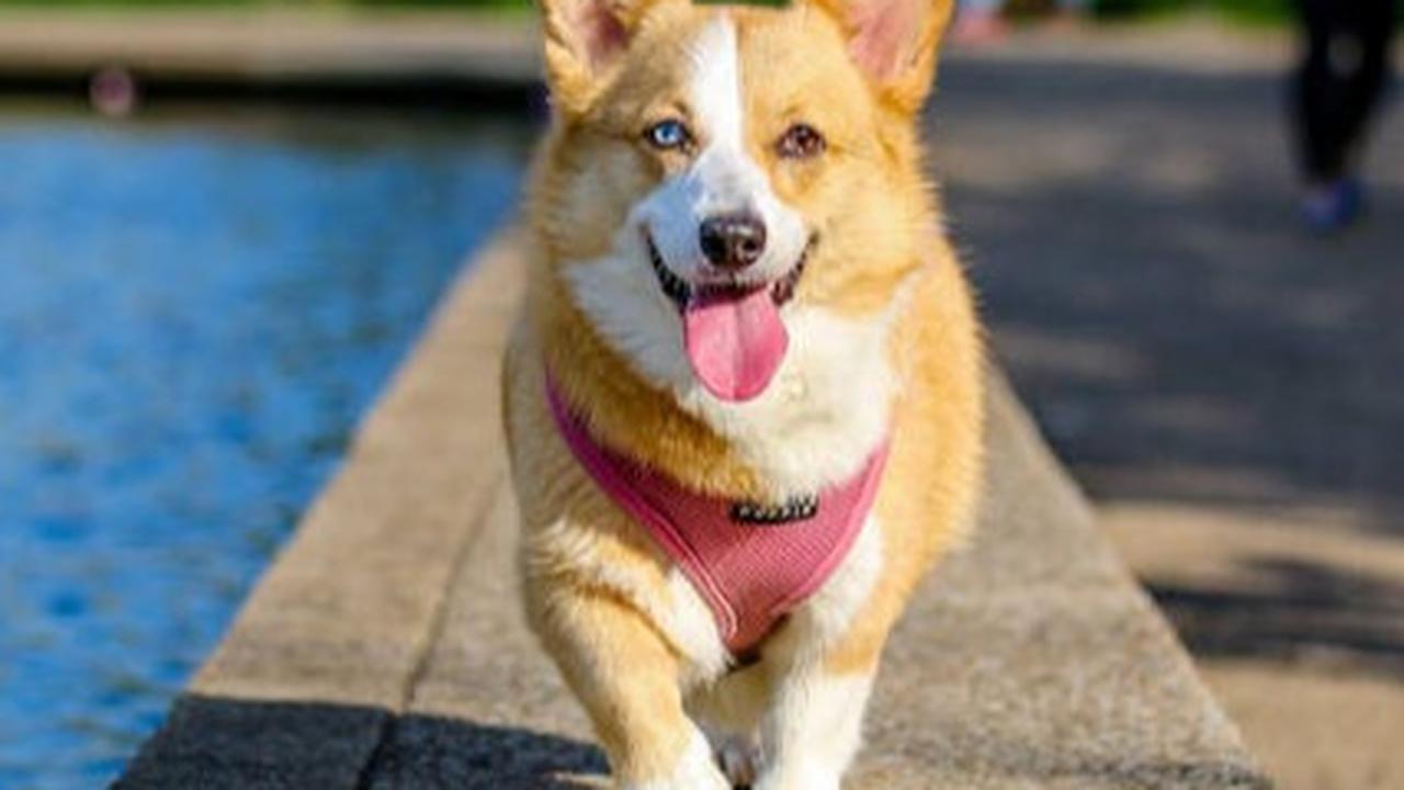 Kebiasaan Menjilati Kaki pada Anjing: Tanda Cinta atau Gejala Penyakit?