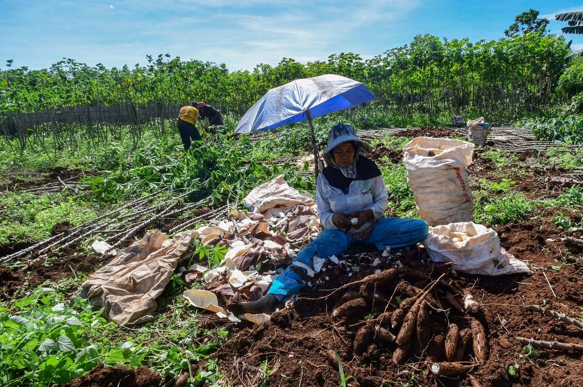 Petani menjerit harga singkong anjlok
