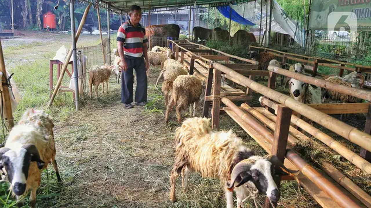 Jelang Idul Adha 1446 Hijriah, Penjualan Hewan Kurban Marak di Jakarta