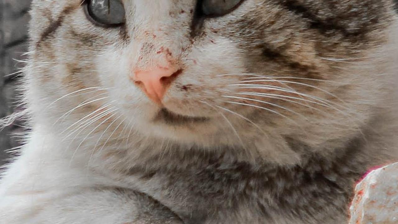 Sebuah penelitian Lost Pet Research mencatat bahwa beberapa kucing melakukan perjalanan jauh untuk menemukan rumah mereka, membuktikan kemampuan unik mereka.