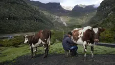 Emerson Camargo memerah susu sapi dekat gunung berapi Nevado del Ruiz (latar belakang) di Villahermosa, Kolombia, Selasa (11/4/2023). Pejabat Kolombia mulai mengevakuasi beberapa keluarga setelah gunung berapi menunjukkan aktivitas seismik tingkat tinggi yang dapat menandakan letusan dalam beberapa hari mendatang atau minggu. (AP Photo/Fernando Vergara)