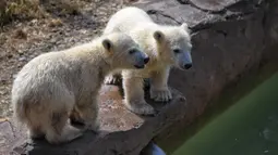 Dua dari bayi beruang kutub kembar tiga yang lahir pada Desember tahun lalu terlihat di taman hiburan Marineland di Kota Antibes, Prancis, Kamis (14/5/2020. (Xinhua/Serge Haouzi)
