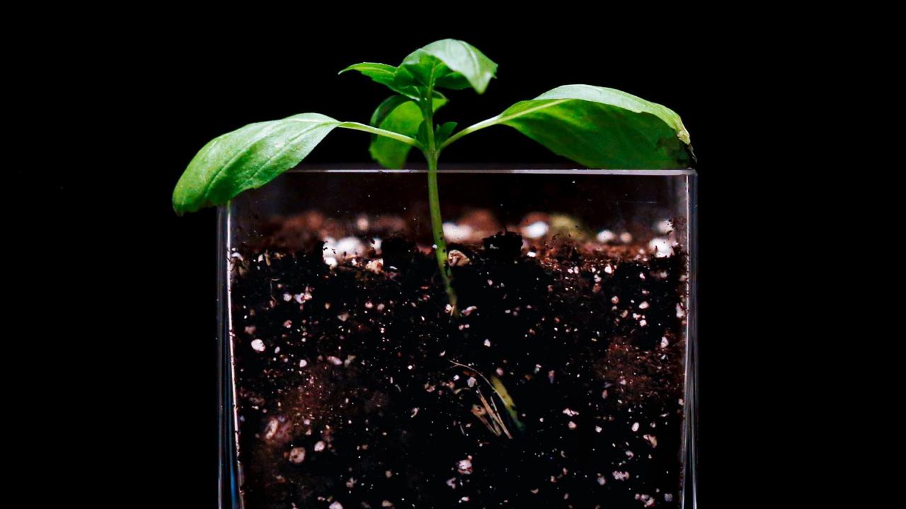 Perbedaan Berkas Pengangkut pada Batang Monokotil dengan Batang Dikotil Adalah Strukturnya