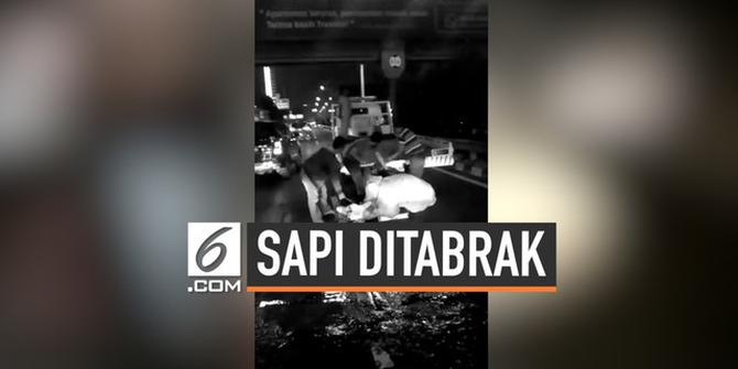 VIDEO: Sapi Mati Ditabrak Taksi di Tol Tomang