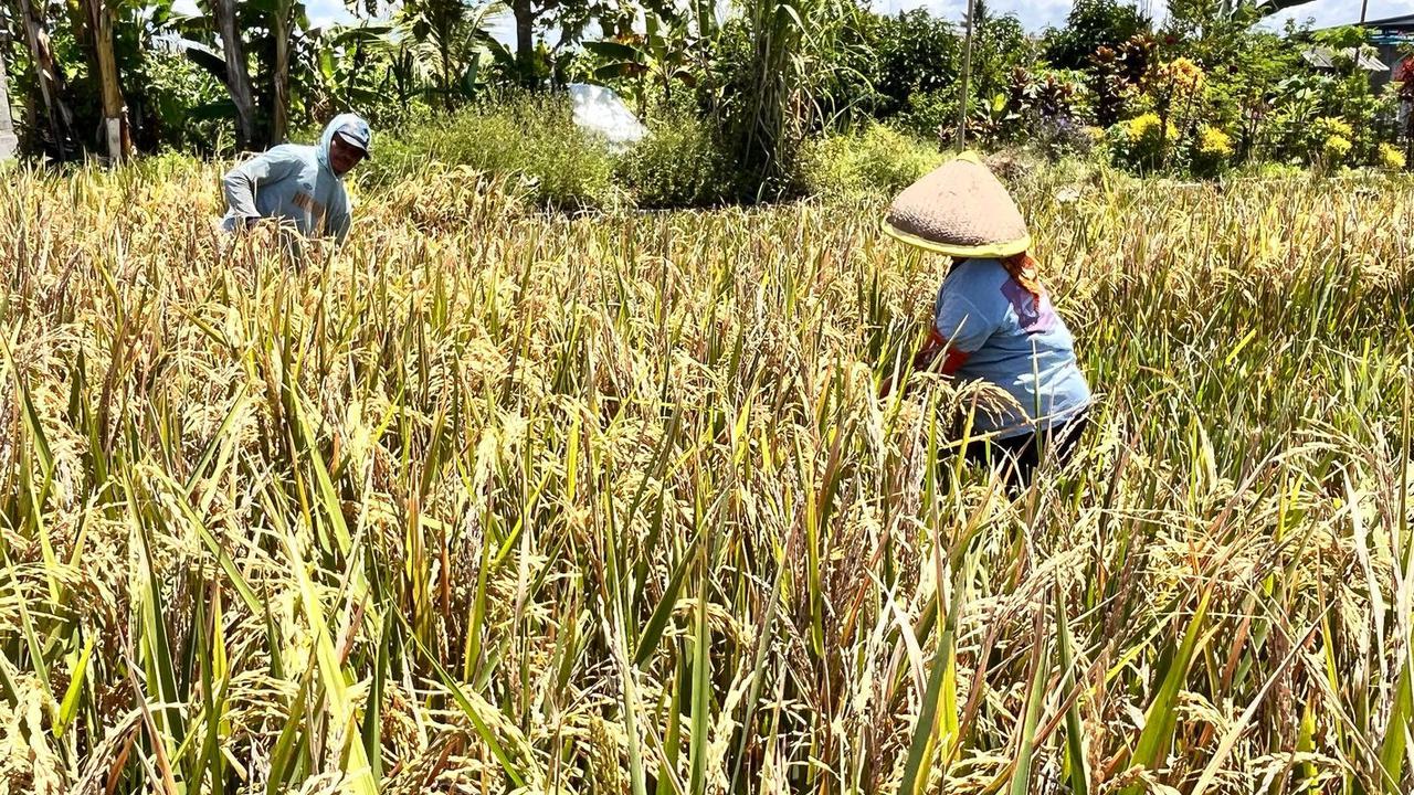 Pemerintah Sebut Swasembada Beras Hingga Garam Bisa Terwujud Tahun ini