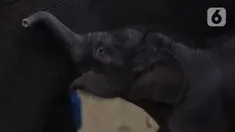 Bayi gajah Sumatera (Sumatran elephant) bermain dalam kandangnya di Taman Safari Indonesia Cisarua, Bogor, Jawa Barat, Rabu (13/5/2020). Bayi  gajah jantan yang lahir 28 April lalu itu diberi nama Covid karena lahir di masa pandemi virus corona COVID-19. (merdeka.com/Imam Buhori)