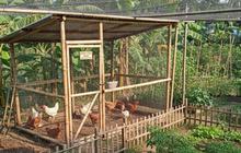 7 Ide Kandang Ternak Ayam Ukuran 2x2 di Halaman Belakang, Dukung Ketahanan Pangan Keluarga