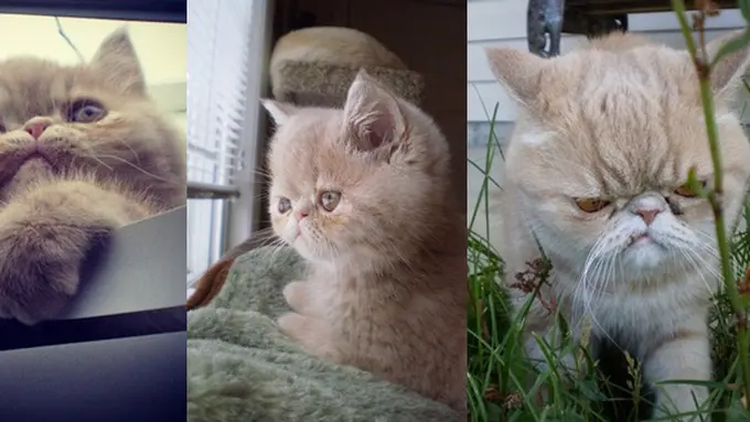 Photo copyright Elite Daily